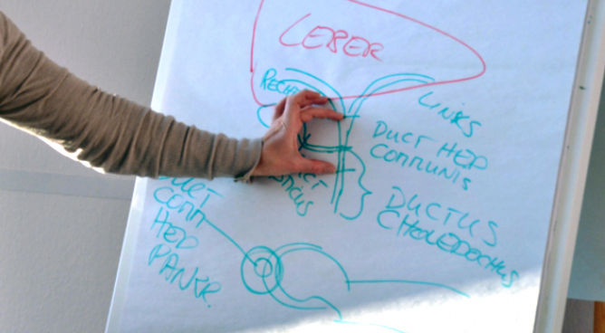 HP-Lernkonzept in 6 Modulen - unsere Weiterbildung zum/zur großen Heilpraktiker:in